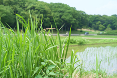明日香村　大字川原