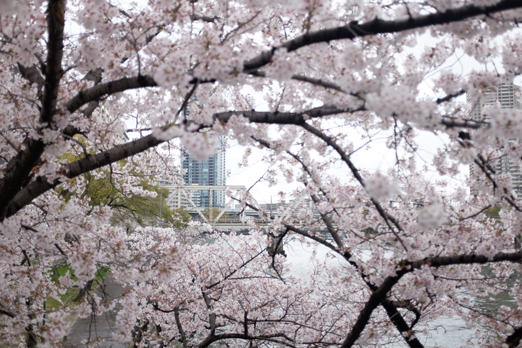 大阪市都島区　毛馬桜之宮公園の桜