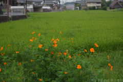 明日香村　大字檜前