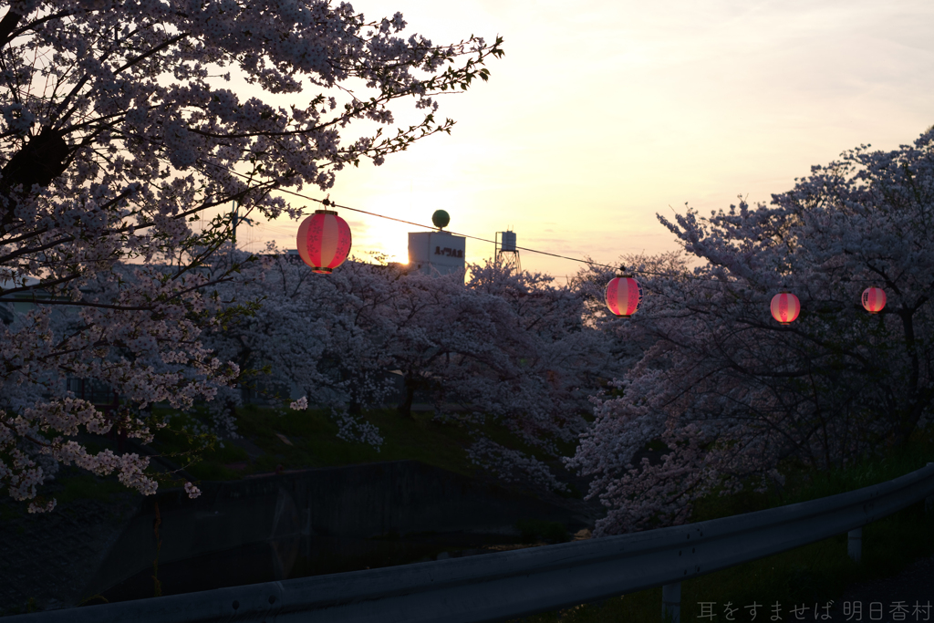 橿原市　飛鳥川沿いの桜