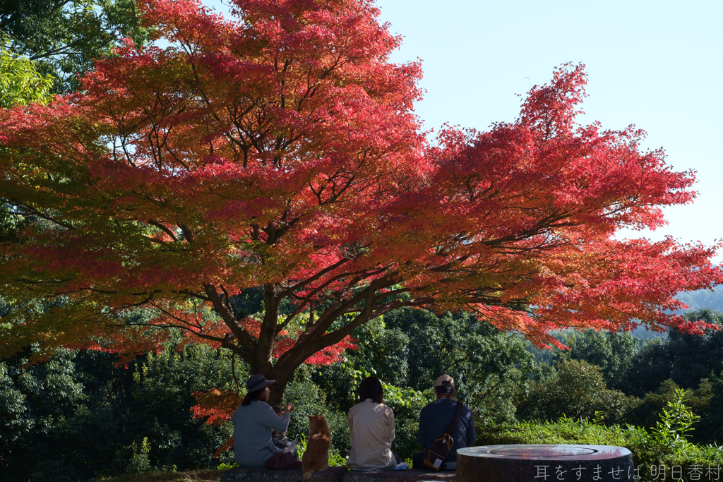 明日香村　大字豊浦（ 国営飛鳥歴史公園　甘樫丘地区 ）