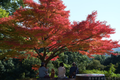 明日香村　大字豊浦（ 国営飛鳥歴史公園　甘樫丘地区 ）