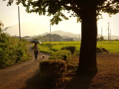 明日香村 橘 （ 橘寺 ）