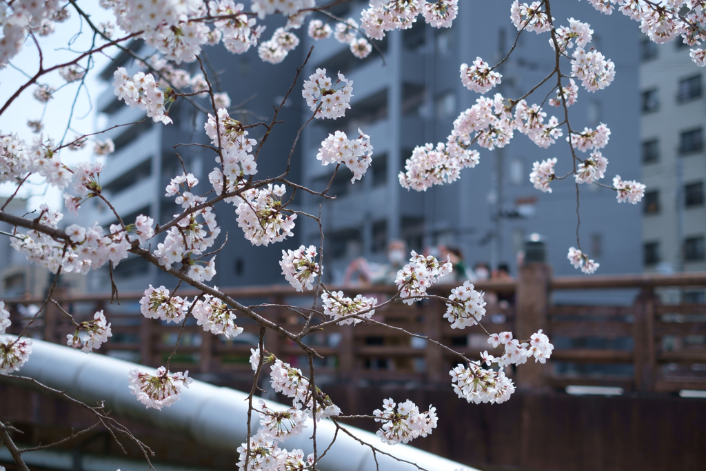 奈良市　佐保川沿いの桜