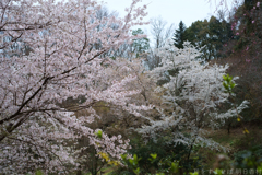 奈良県橿原市　万葉の森