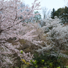 奈良県橿原市　万葉の森