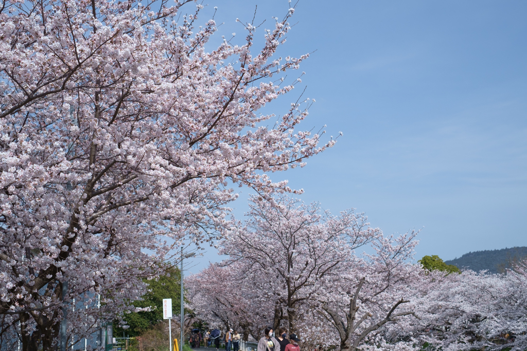 奈良市　佐保川沿いの桜