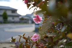 明日香村　大字川原