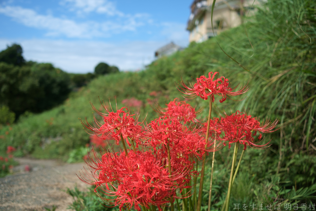 明日香村　大字稲渕
