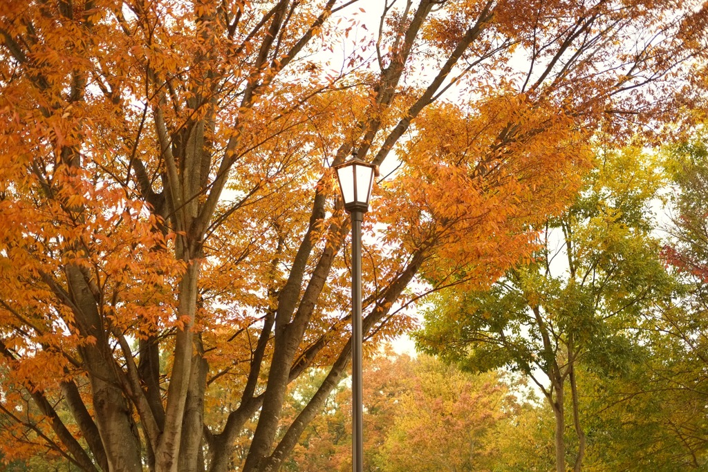 明日香村　国営飛鳥歴史公園 高松塚周辺地区