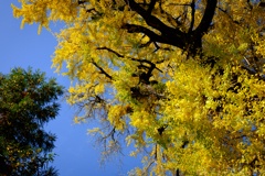 奈良県桜井市　素盞雄神社