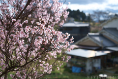 明日香村　大字立部