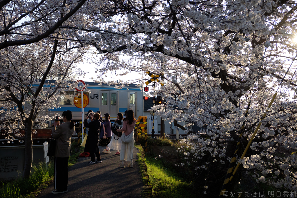 奈良市　佐保川沿いの桜