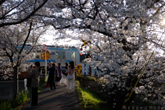 奈良市　佐保川沿いの桜
