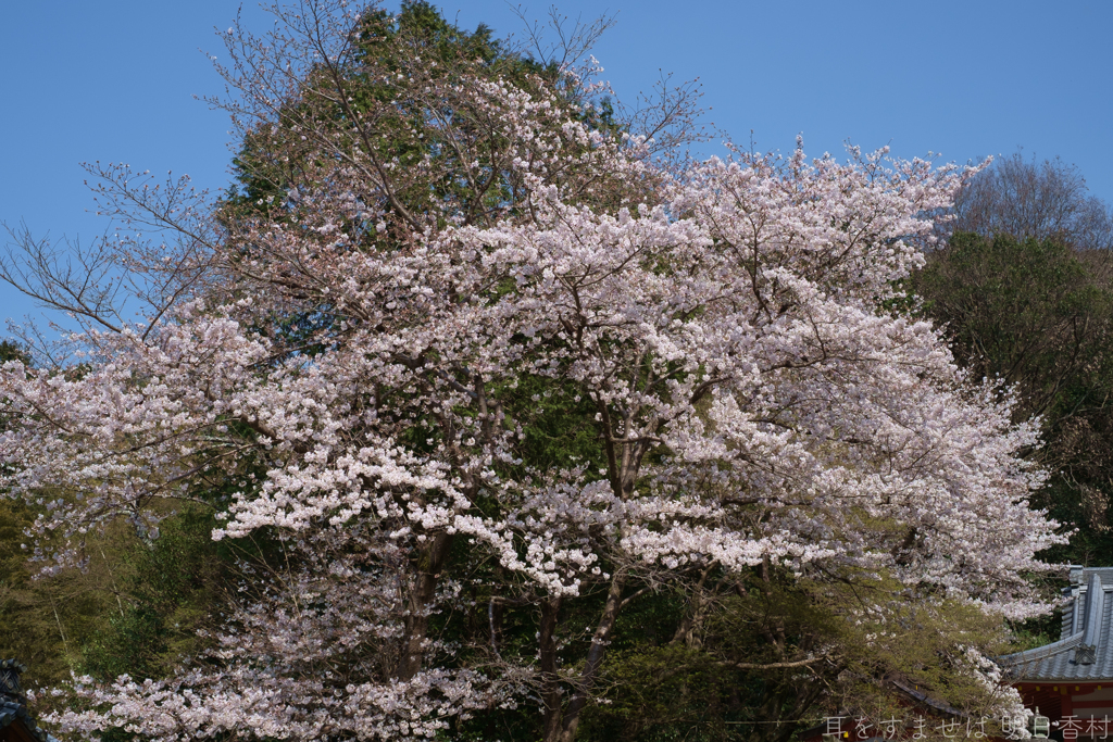 橿原市　畝火山口神社