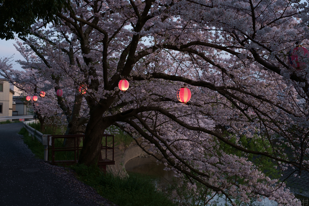 橿原市　飛鳥川沿いの桜