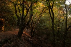 奈良　春日山原始林