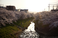 奈良市　佐保川沿いの桜