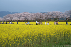 奈良県橿原市　藤原宮跡