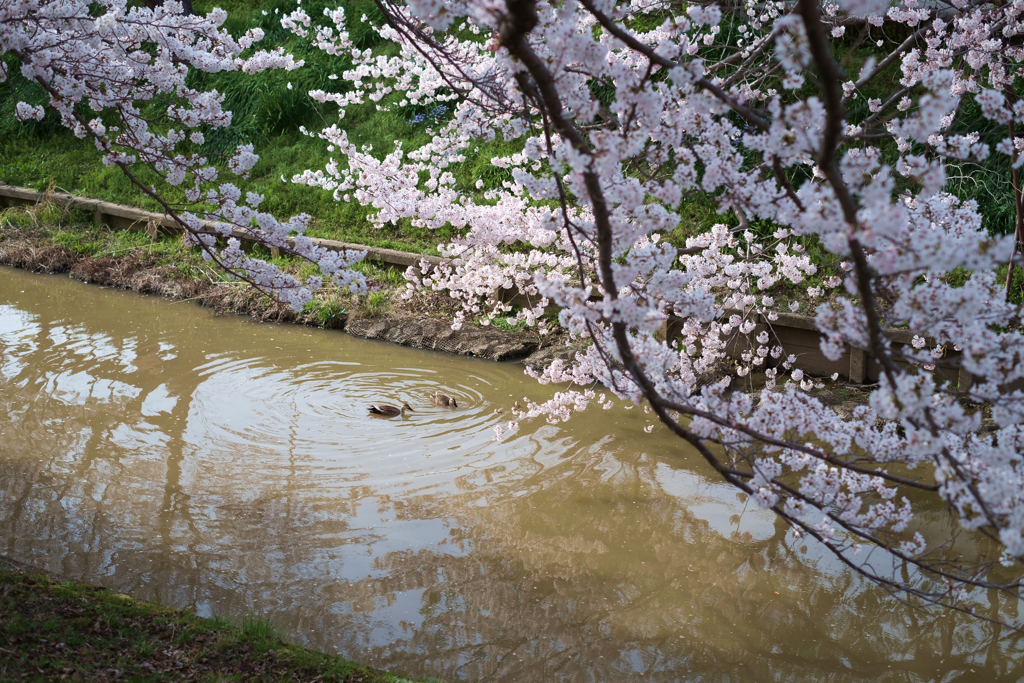 奈良市　佐保川沿いの桜