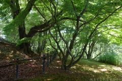 明日香村 大字平田( 国営飛鳥歴史公園 高松塚周辺地区 ) 明日香村 大字平田( 国営飛鳥歴史公園 高松塚周辺地区 )