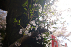 明日香村　大字岡（　あすか大師 岡本寺 ）