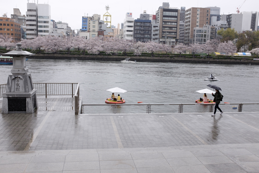 大阪市都島区　毛馬桜之宮公園の桜