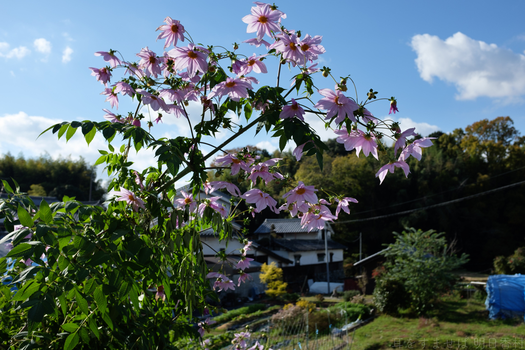 橿原市　天香久山付近