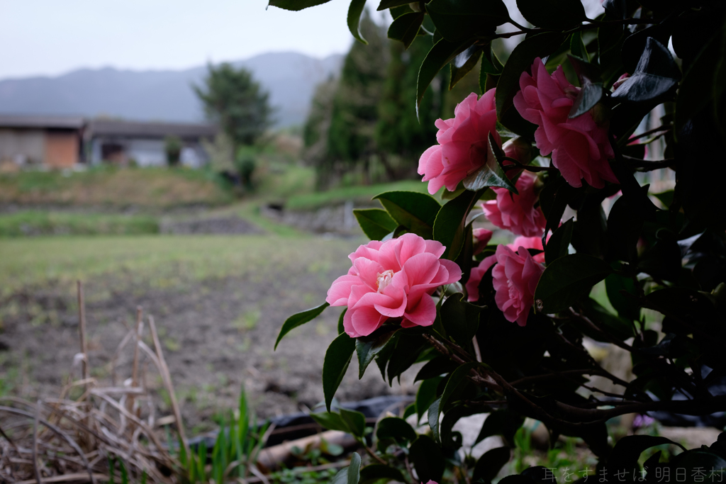 御所市 鳥井戸