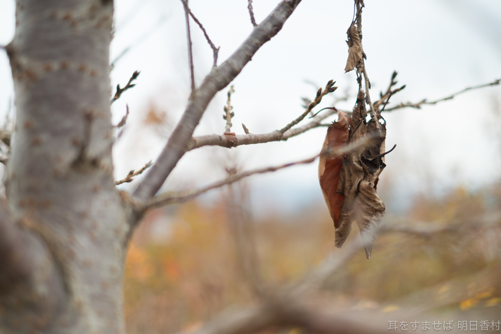 明日香村　大字豊浦