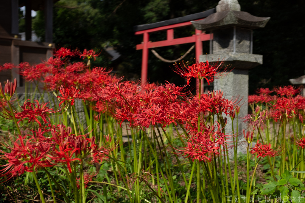 明日香村　大字檜前（ 檜前寺跡 ）