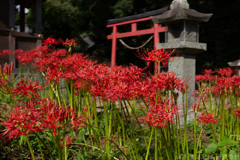 明日香村　大字檜前（ 檜前寺跡 ）