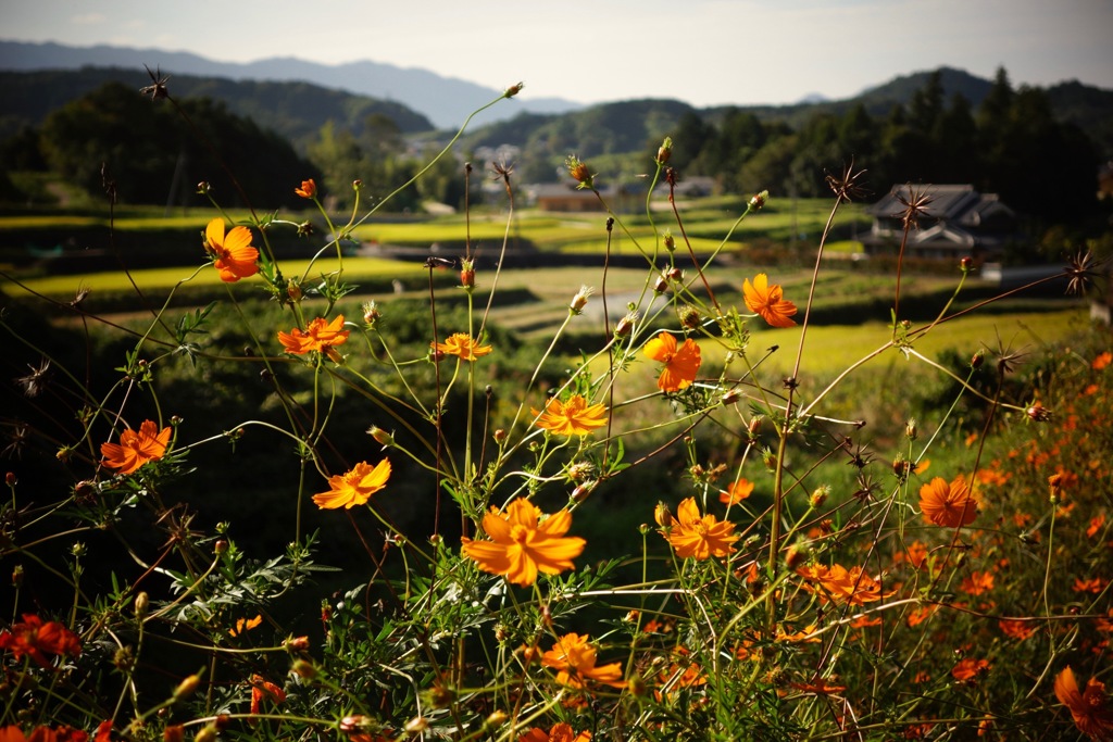 明日香村 大字平田