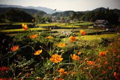 明日香村 大字平田 明日香村 大字平田