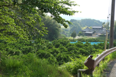明日香村　大字稲渕
