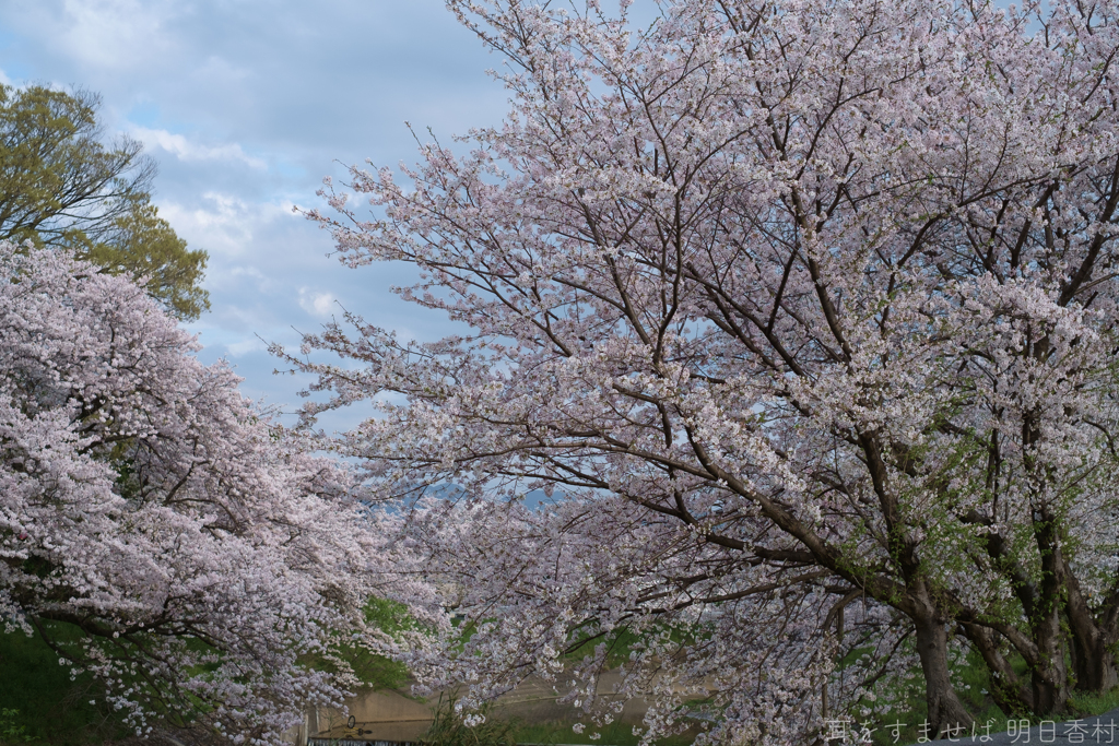 橿原市　飛鳥川沿いの桜