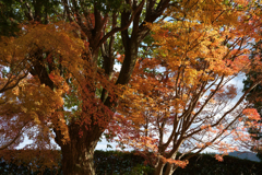 奈良県御所市　九品寺