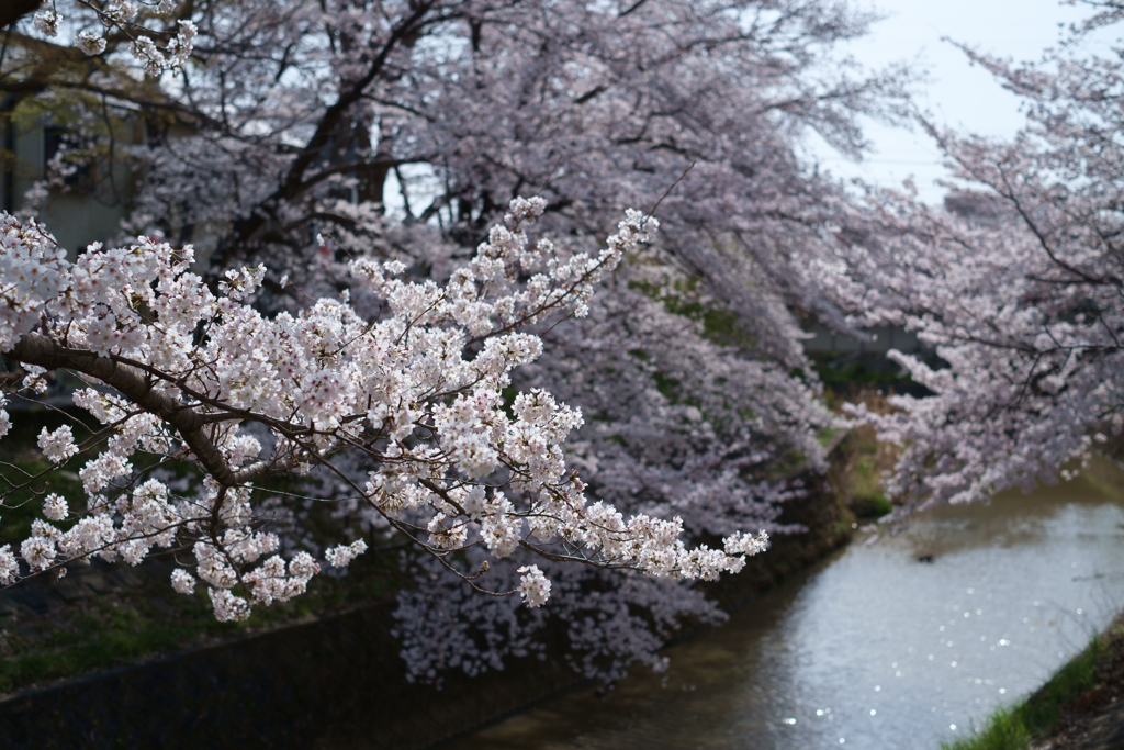 奈良市　佐保川沿いの桜