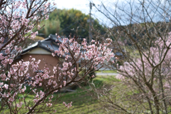 明日香村　大字立部