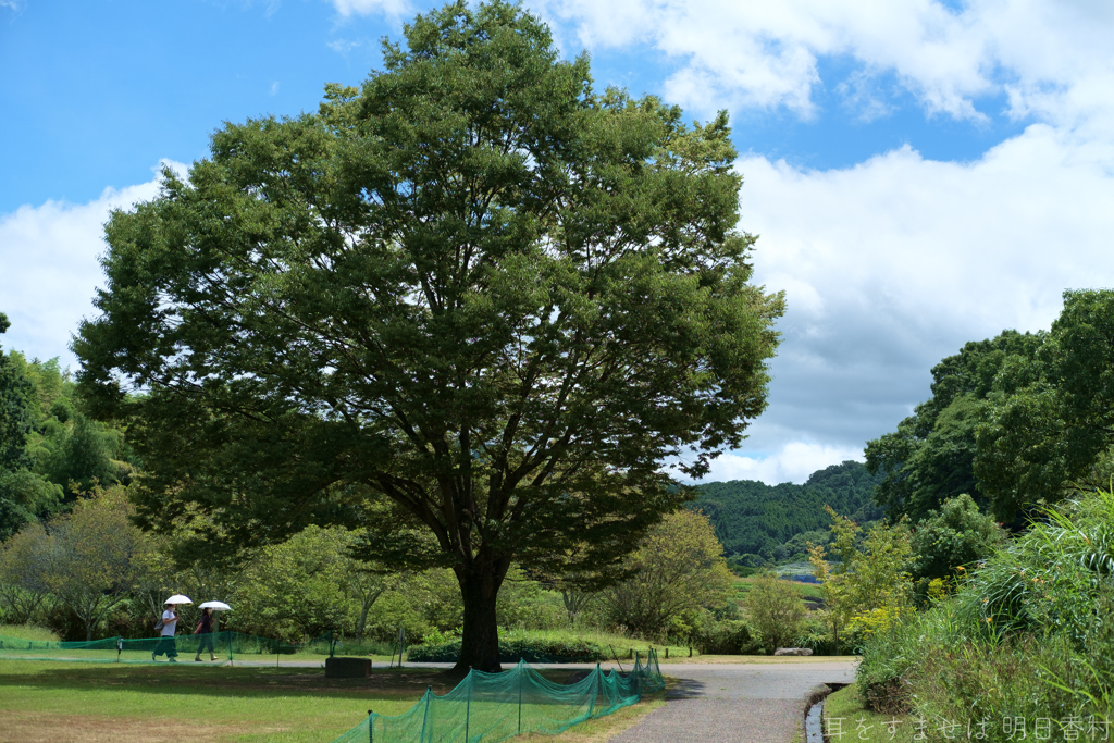 明日香村　大字平田（ 国営飛鳥歴史公園　高松塚周辺地区 ）