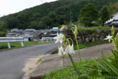 明日香村　大字稲渕