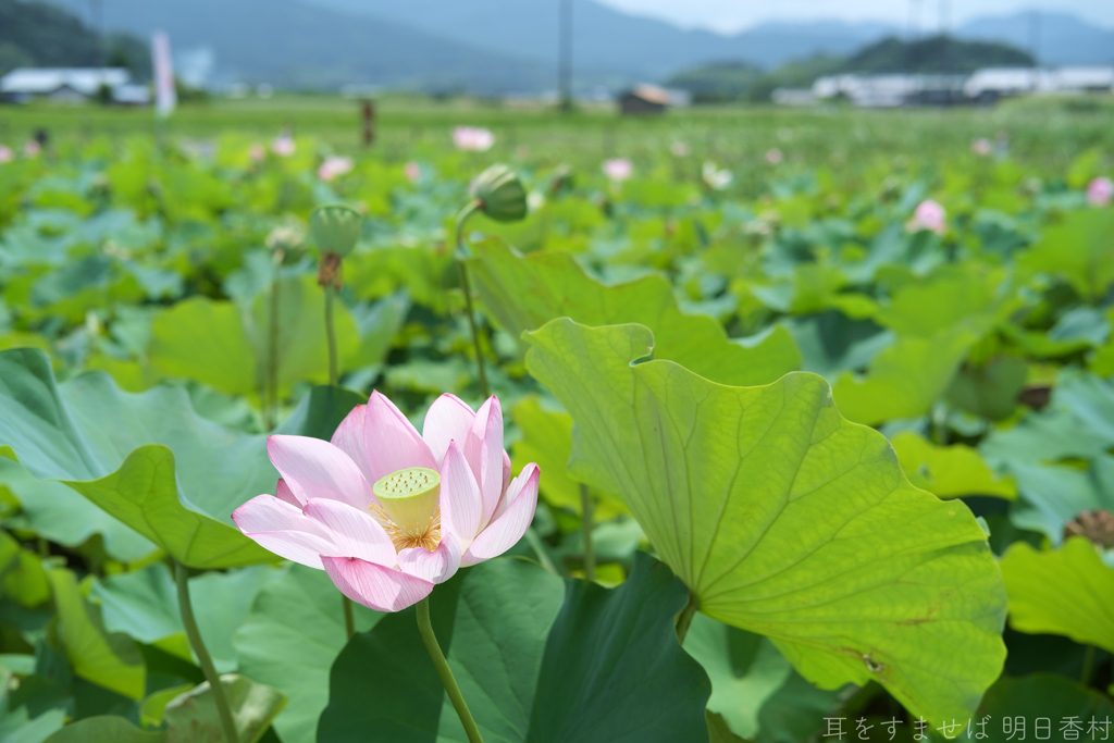 橿原市高殿町（ 藤原宮跡 ）