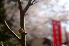 明日香村　大字岡（　あすか大師 岡本寺 ）