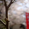 明日香村　大字岡（　あすか大師 岡本寺 ）