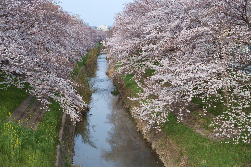 奈良市　佐保川沿いの桜