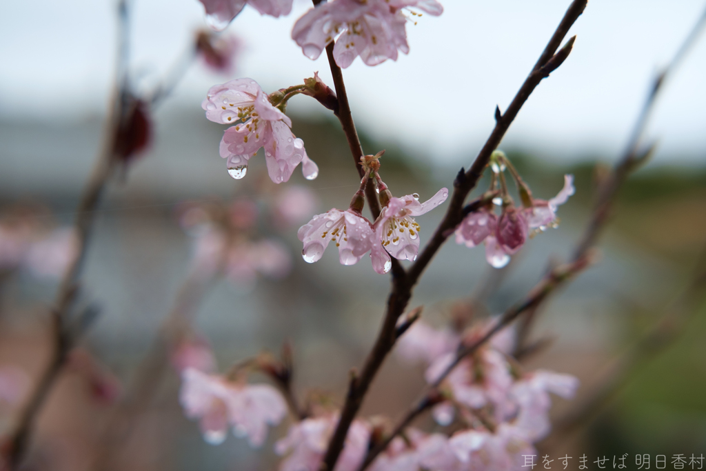 明日香村　大字立部