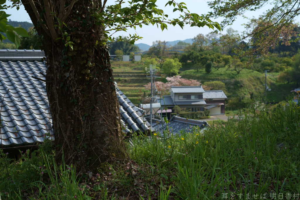 明日香村　大字立部