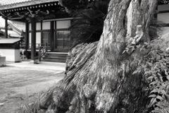 大阪府羽曳野市　西念寺