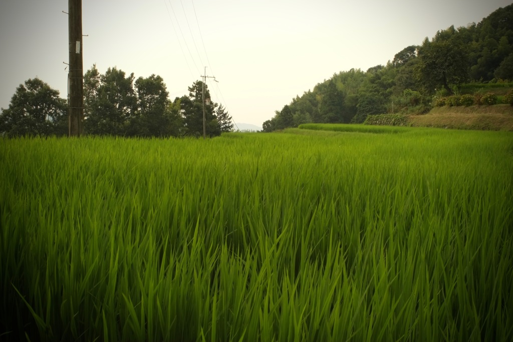 明日香村 尾曽