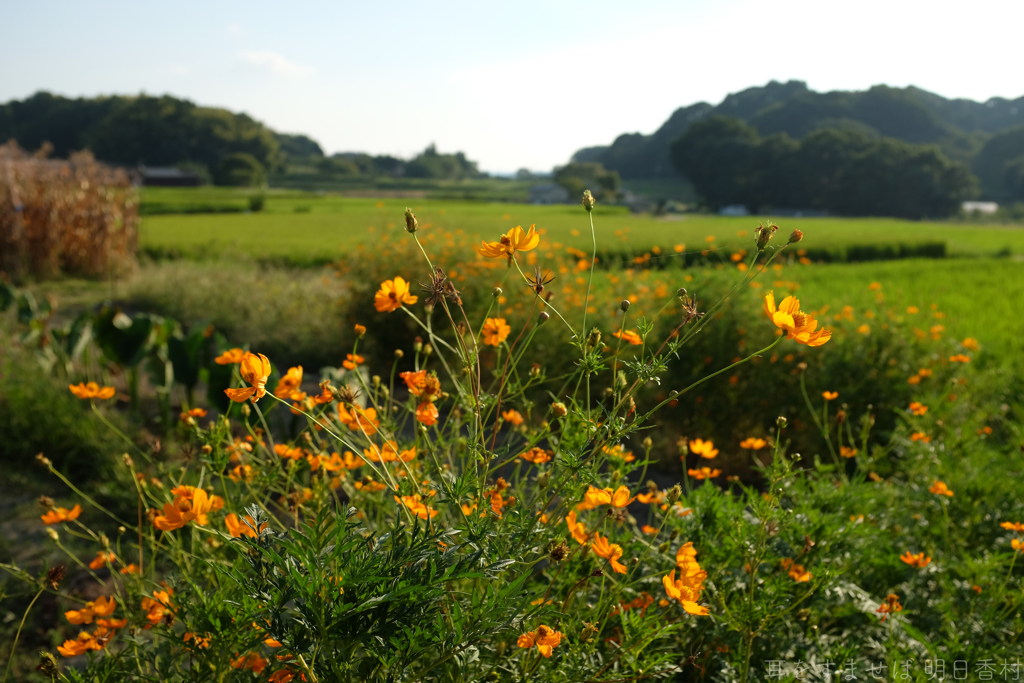 明日香村　大字飛鳥